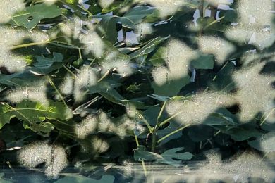 37 Getrübter Durchblick