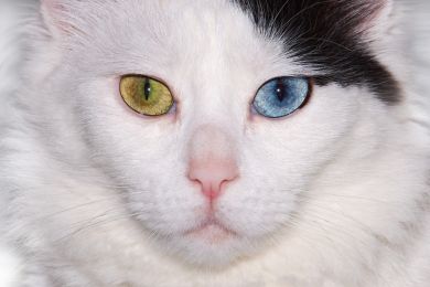 Harvey: Katzen-Blicke