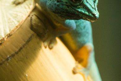 Pflästerer: Neugieriger Gecko