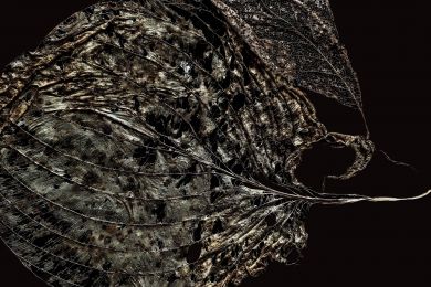 40 Chlorophyll-Abbau