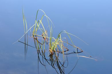 Dieter Himmel: Gras im Wasser
