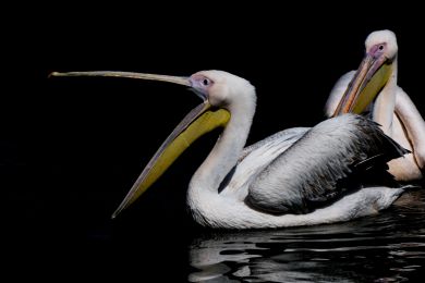 11 Pelikane