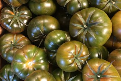 19 Tomaten
