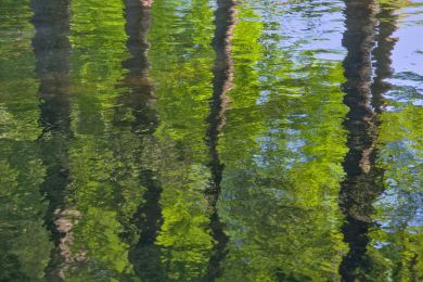Wasserbäume