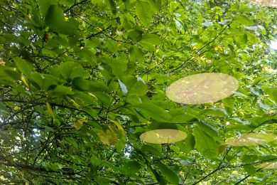 14 Lampenreflexe im Blätterwald