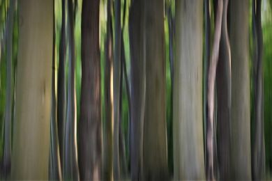 Anke Lerch: Spielen im Wald