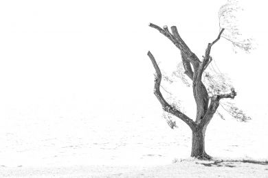 Dieter Himmel: Einsamer Baum