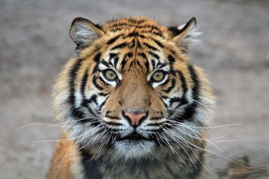 Dieter Himmel: Portrait eines Tigers