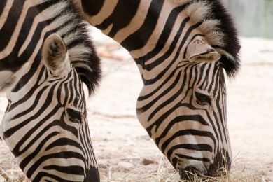 02 Doppelzebra