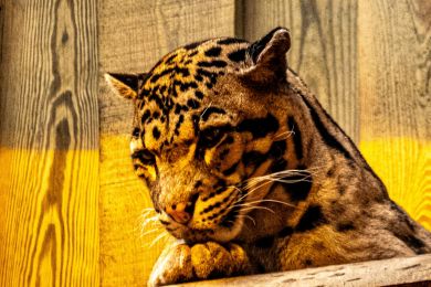 26 Panther noch zärtlich