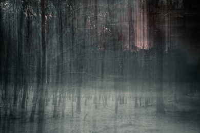 Dr. Thomas Schneider: Winterwaldstimmung