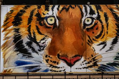 21 Tiger im Angesicht