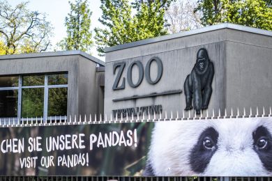 10 Pandas