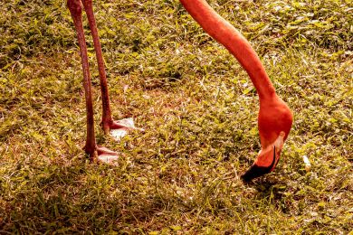 17 Flamingo nur Unten