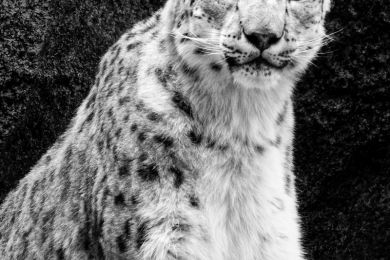 25 Der Schneeleopard